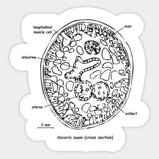 Cross section of Ascaris suum, labelled Sticker